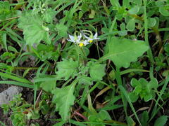 Solanum retroflexum