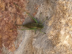 Eremopedes covilleae