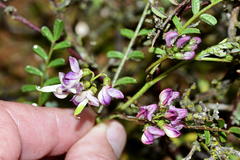 Lessertia herbacea