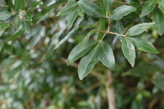 Acronychia suberosa