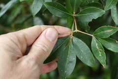 Acronychia suberosa