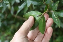 Acronychia suberosa