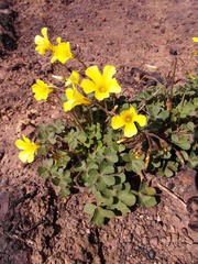 Oxalis pes-caprae sericea