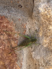 Eremopedes covilleae