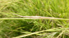 Cannula gracilis