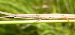 Cannula gracilis