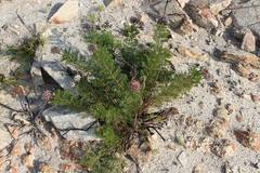 Serruria gremialis