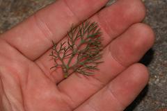 Serruria gremialis