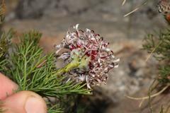 Serruria gremialis