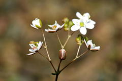 Pharnaceum aurantium