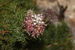 Serruria gremialis