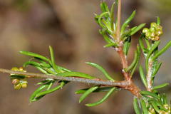 Pharnaceum aurantium