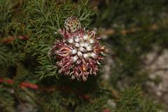 Serruria gremialis