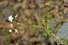 Pharnaceum aurantium