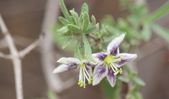 Lycium chilense chilense