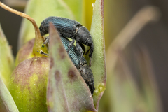 Mecinus janthiniformis