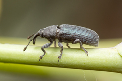 Mecinus janthiniformis