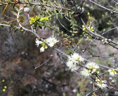 Melaleuca acuminata