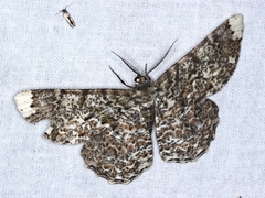Amblychia subrubida