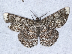 Amblychia subrubida