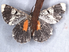 Amblychia subrubida