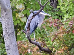 Ardea herodias