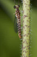 Hexagenia bilineata