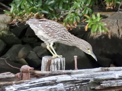 Nycticorax nycticorax