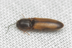 Idolus occidentalis