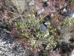 Aspalathus securifolia