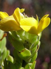 Aspalathus securifolia