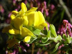 Aspalathus securifolia