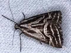 Dichromodes confluaria