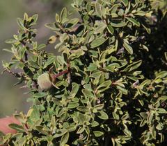 Diospyros ramulosa