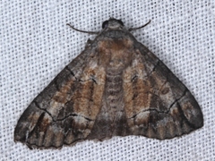 Dysbatus stenodesma