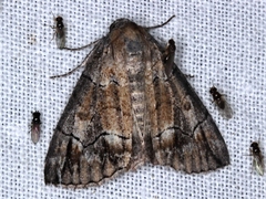 Dysbatus stenodesma