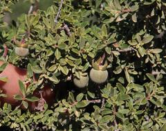Diospyros ramulosa