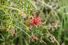 Grevillea juniperina