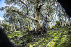 Eucalyptus pauciflora