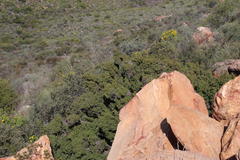 Diospyros ramulosa