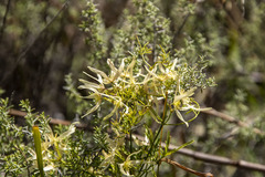 Clematis leptophylla