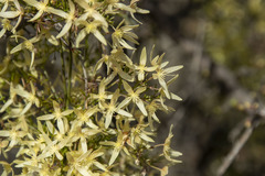 Clematis leptophylla