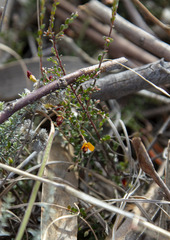 Bossiaea buxifolia