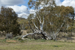 Eucalyptus pauciflora
