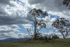Eucalyptus pauciflora