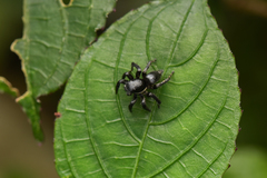 Stenaelurillus albus