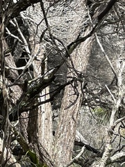 Rhipidura albiscapa