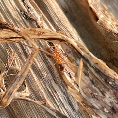 Anoplolepis gracilipes