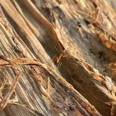 Anoplolepis gracilipes