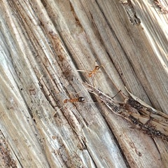 Anoplolepis gracilipes